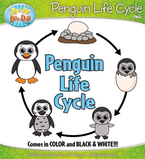 Penguin Life Cycle Clipart {Zip-A-Dee-Doo-Dah Designs} | Penguin life ...