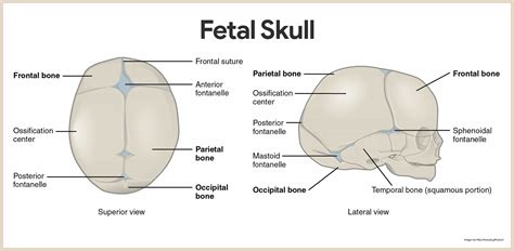 Skeletal System Anatomy and Physiology | Skeletal system anatomy, Anatomy and physiology ...