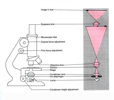 What is Histology: The Histology Guide