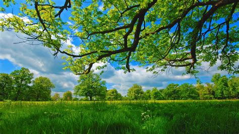 Meadow Summer Tree Surrounded By Greenery Grass Under Cloudy Sky HD Nature Wallpapers | HD ...