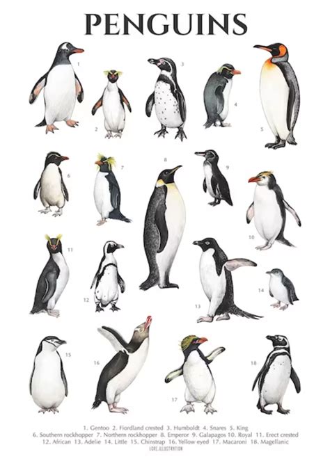 Other penguin species - Yellow-eyed Penguin Trust