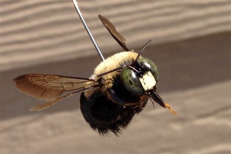 Carpenter Bees vs Bumble Bees | ProActive Pest Management