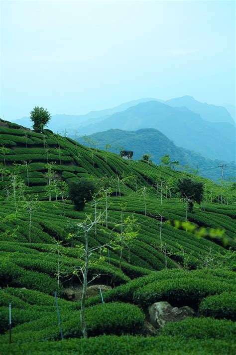 100 Tea Plantation, assam fields HD phone wallpaper | Pxfuel