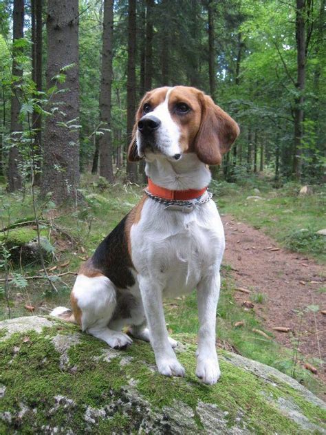 14 Things That are Perfectly Normal for Beagles - Page 3 of 3 - PetPress