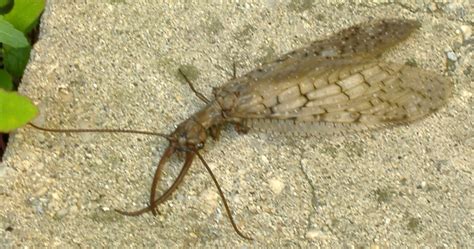 Dobsonfly Life Cycle: From Tiny Eggs To Hellgrammites And Fearsome ...