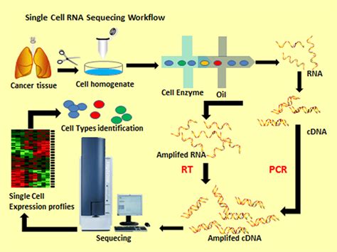 Single Cell Rna Seq Workflow