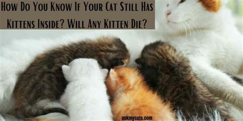 How To Tell If Cat Still Has Kittens Inside? Symptoms Of Dead Kitten ...