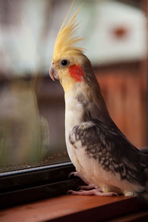 323 best Cockatiels images on Pinterest | Parakeets, Pet birds and Budgies