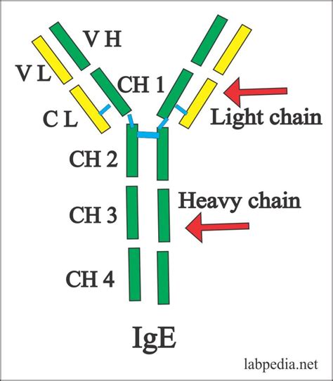 Chapter 5: Immunoglobulins and Their Properties - Labpedia.net