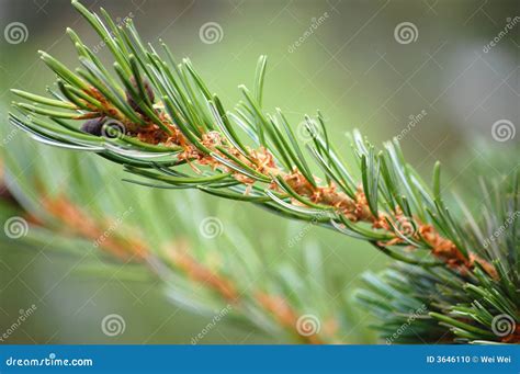 Pine tree needles stock photo. Image of natural, nature - 3646110