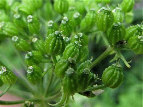 Hemlock, Poison Parsley, Conium maculatum