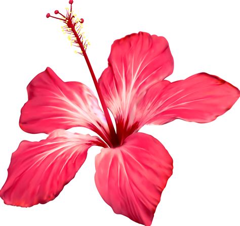 Image result for flor cayena vector | Flower drawing, Hibiscus flowers ...