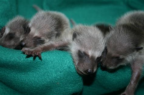 First Baby Raccoons of the Year are here. – Yggdrasil Urban Wildlife Rescue (YUWR) and Education ...