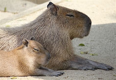 Pin by Jennifer on capybara | Capybara, Small house pets, Animals