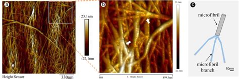 AFM images of microfibrils morphology of fiber secondary cell wall from... | Download Scientific ...