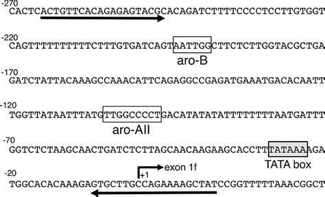 Frontiers | ARP-1 Regulates the Transcriptional Activity of the Aromatase Gene in the Mouse Brain