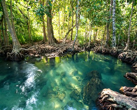 Emerald Pool + Hot Spring Waterfall + Tiger Cave Temple