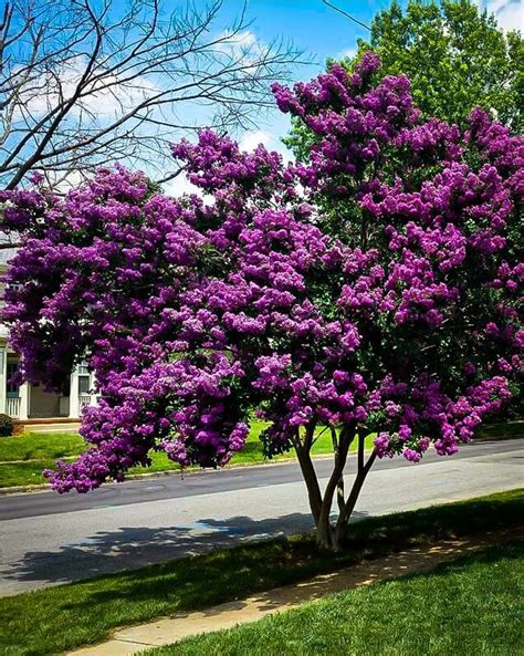 Lagerstroemia 'Diamonds In The Dark' (Pureply Purple) Crepe Myrtle 16'' Pot