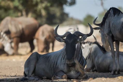 Ramat Gan Safari - Full Guide - African Savannah In Urban Jungle