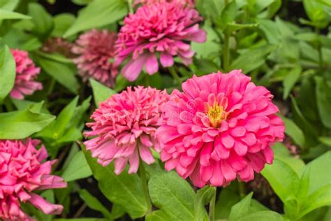 Pink Zinnia Bright Colors Attract Insects. Stock Image - Image of bloom, grass: 124531159