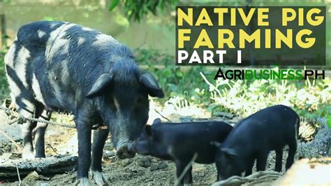 Native Pig Farming Part 1 : Native Pigs in the Philippines ...