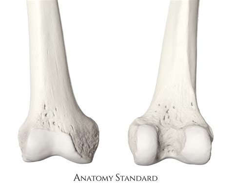 Anatomy Standard - Drawing Anatomy of the distal femur - no labels ...