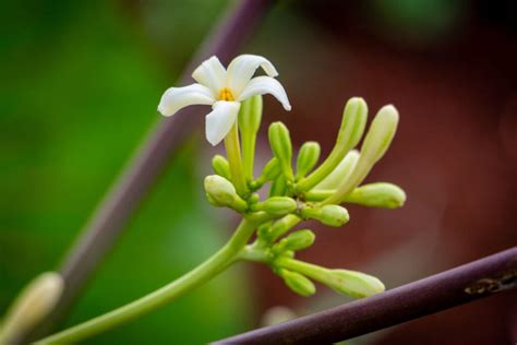 female-papaya-plant | Gardening ABC