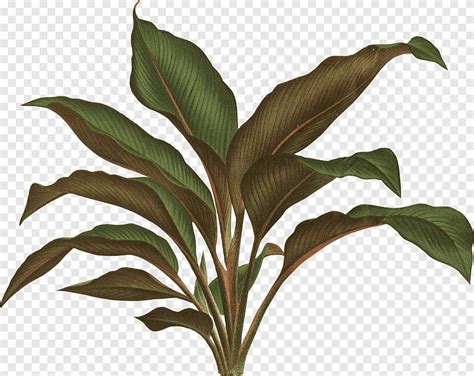 Green plant, Botanical illustration Botany Plant Drawing, tropical leaf, leaf, plant Stem png ...