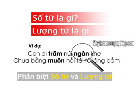 Lượng từ là gì? Số từ là gì? Phân biệt số từ và lượng từ