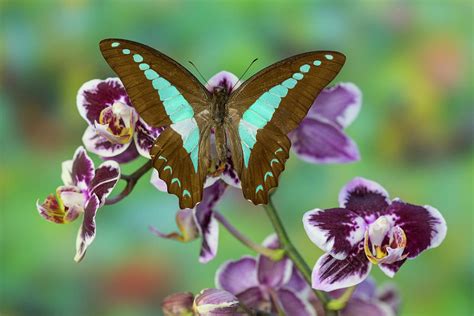 Blue Triangle Butterfly, Graphium Photograph by Darrell Gulin - Pixels