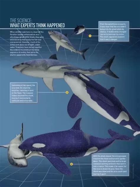 Killer Whale Vs Great White Shark Size