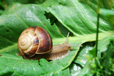 How to Naturally Keep Snails + Slugs Out of Your Garden (NO Commercial Products) | Install-It-Direct