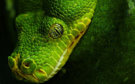 Wallpaper : animals, nature, snake, wildlife, serpent, biology, leaf, flower, fauna, 1920x1200 ...