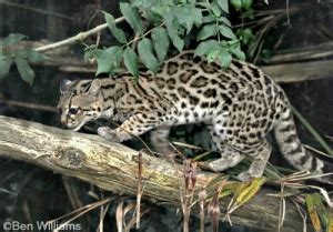 Margay – International Society for Endangered Cats (ISEC) Canada