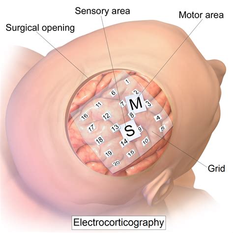 Intro to Brain Computer Interface