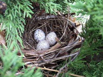 Northern cardinal nest A male northern cardinal was flushed off the nest in a juniper bush where ...