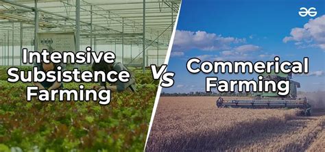 Distinguish between Subsistence Farming and Intensive Farming ...