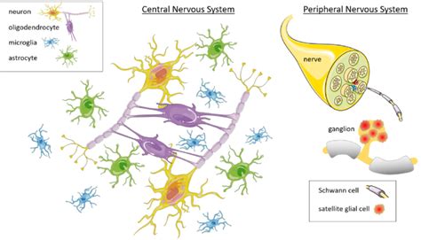 Diagram of the main types of glial cells in the central and peripheral ...