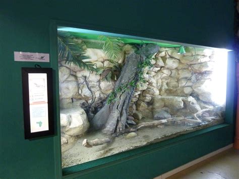 Nile monitor enclosure | Vivarium | Pinterest | Reptiles, Bearded ...