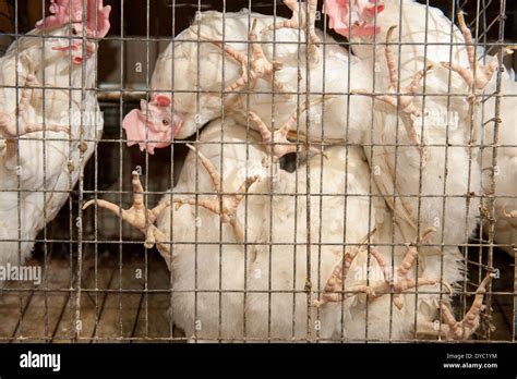 Chickens in cages at a conventional production commercial, egg farm Stock Photo: 68491800 - Alamy