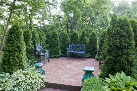 'Emerald Green' Arborvitae: Care and Growing Guide