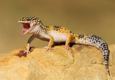 76 Leopard Gecko Names: A List of the Best, Cute, & Fun Ones