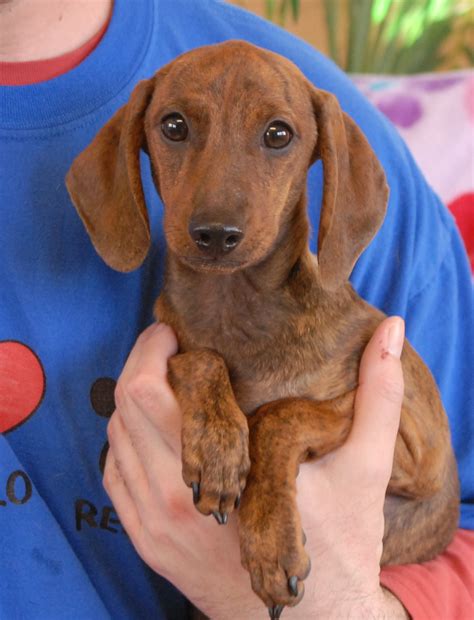 Dachshund mix baby angels ready for adoption.