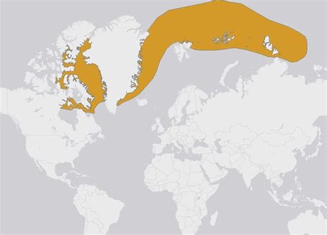 A Map Of Where Narwhals Live