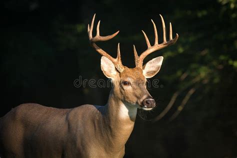 12 Point Buck Deer Stock Photos - Free & Royalty-Free Stock Photos from Dreamstime