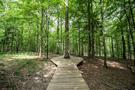 How are Nature Trails Making the Natural World More Accessible for ...