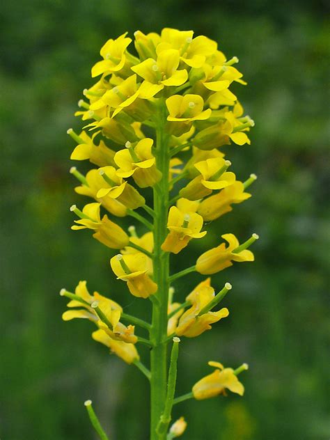 Brassicaceae - Consejos para mi huerto