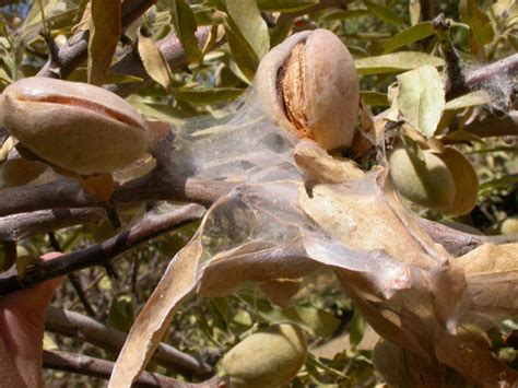 Almond treatments, most common diseases and pests of this fruit tree, Nexles