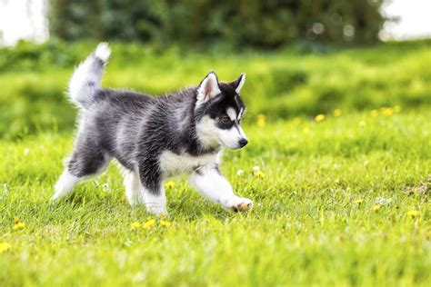 How to Train a Siberian Husky Puppy: Milestones & Timeline – American ...