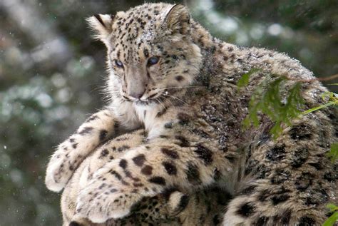 Central Park Zoo’s snow leopard cub enjoys first snow day